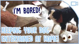Determining a designated playtime will help sustain both your sanity and your paycheck. How To Keep Dog Entertained In Crate Www Qyamtec Com