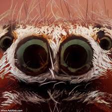 725 Otmetok Nravitsya 42 Kommentariev Abdul Aziz Al Shamali Azizgrafie V Instagram Oooo صوره شخصيه لأحد العنا Jumping Spider Instagram Posts Instagram