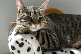 What color is my tabby cat? Royalty Free Photo Adult Brown Tabby Cat On White And Black Spotted Surface Pickpik