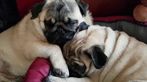 Bir Omru Pug Cinsi Kopekle Gec Patiliyo Com
