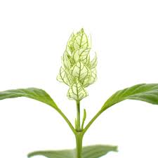 Image result for Justicia betonica