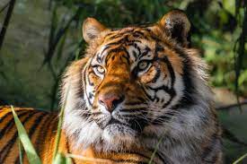 Sumatran Tiger Oc Wild Wildlife Sumatran Tiger Animals Images List Of Animals