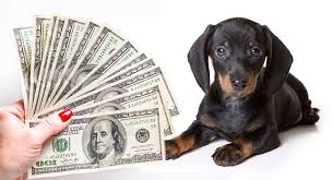 The family puppy has been finding the perfect pet for your family for over 40 years! How Much Is A Dachshund What Will This Pup Cost You