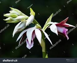 Image result for Phaius mannii
