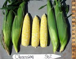 Image result for Zea mays