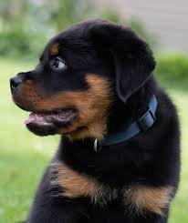 Image result for Rotala gossweileri