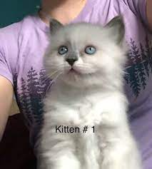 One Female Bi Colour Blue Point Ragdoll For Sale Blue Point Ragdoll Pets For Sale Pet Ownership