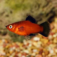 Fw Red Wag Platy