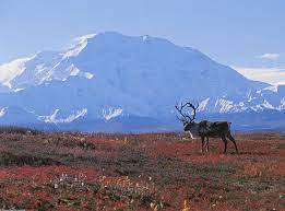 Kutup iklimi, kuzey kutbu çevresinde, grönland adası' nın iç kısımlarında ve antartika' da etkilidir. Tundra Iklimi Nedir Cografya Hocasi