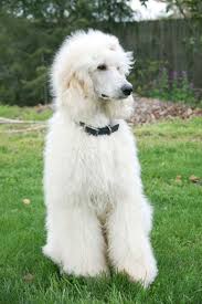 Poodle Dog Breed Information And Pictures Petguide Standard Poodle Poodle Dog Poodle Puppy