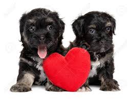 Support us by sharing the content, upvoting wallpapers on the page or sending your own background pictures. Two Cute Valentine Havanese Puppies Sitting Together With A Red Stock Photo Picture And Royalty Free Image Image 73099773