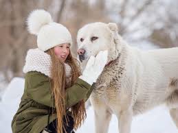 Ein Madchen In Einem Weissen Hut Und Fliegt Im Winter Hugs Alabai Hund Stockbild Bild Von Docile Freundlich 158678919