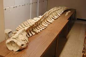 For the sculptures that incorporate real animal bones, i work with licensed osteological suppliers. Preparing The Gray Whale Skeleton For Installation University Of Puget Sound
