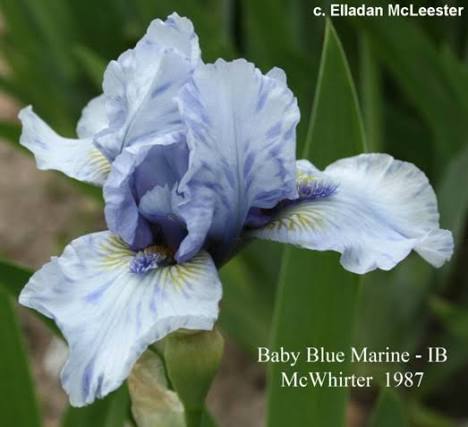 IbBabyBlueMarine < Ib < Iris Wiki
