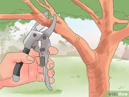 What can we do to take advantage of this shiny aluminum pie plates did the trick for me. 3 Ways To Keep Birds Out Of Trees Wikihow