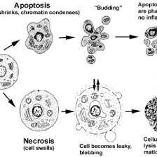 Heat shock proteins (hsps) are specific proteins that are made when cells are briefly exposed to temperatures above their normal growth temperature. Hallmarks Of The Apoptotic And Necrotic Cell Death Process Apoptosis Download Scientific Diagram