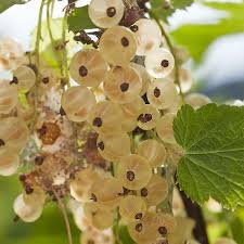 Pin Auf Projekt Auf Dem Acker