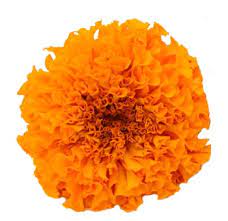 Maybe you would like to learn more about one of these? Marigold Orange Flowers Wholesale
