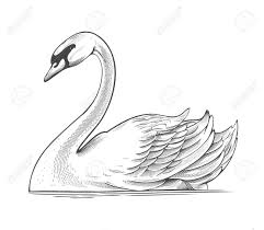 Swan In Engraving Style Illustration Ad Engraving Swan Illustration Style Swan Drawing Swan Painting Art Drawings Simple