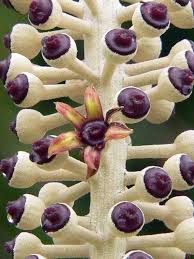 Image result for Polyscias kivuensis