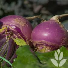 Bien entendu, ce top 10 des légumes qui poussent à l'ombre n'est pas exhaustif, il existe plein d'autres légumes qui apprécient l'ombre. Potager A L Ombre Quels Legumes Planter Conseil Jardin Willemse