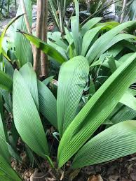 Image result for Molineria