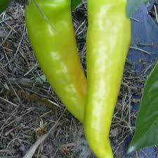 Hungarian wax peppers are also more familiarly known as banana peppers: Hungarian Hot Wax Pepper Seeds Urban Farmer