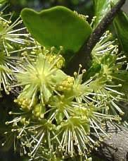 Image result for Dovyalis sp. A
