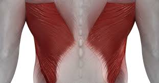 The diaphragm and rib cage essentially pump the lungs. Latissimus Dorsi Pain Symptoms Causes And Exercises For Relief