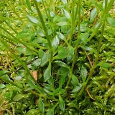 Image result for Montiniaceae