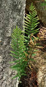 Image result for Pellaea doniana