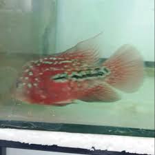 We did not find results for: Ikan Louhan Female Kamfa Mata Putih Oti Thailand Shopee Indonesia