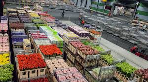 It is the largest flower auction in the world. Project Flora Holland Aalsmeer Van Den Pol Expert In Elektrotechniek