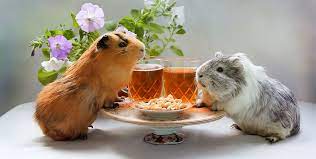 How much fruit can you feed them? What Do Guinea Pigs Eat Hay Pellets Veggies Fruit