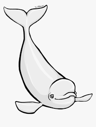 Whale black and white whale clip art black and white free clipart images, right click on this whale clipart black and white and save in your local drive, the whale clipart black and white image is for personal use only #4774. Beluga Whale Clipart Hd Png Download Transparent Png Image Pngitem