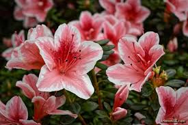 Image result for ‫جمعه شادی داشته باشید‬‎