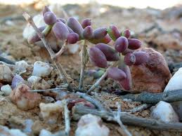 Image result for Crassula expansa