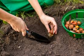 A garden store has the following miscellaneous flower bulbs in a basket: Why It S Better To Plant Flower Bulbs Too Deep Than Too Shallow The Boston Bulb Company Ltd