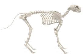 At the ends of their 'fingers' are of course their. Cat Skeleton How Many Bones Does A Cat Have