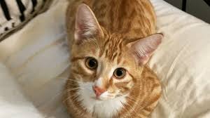 Cats do not generally enjoy the process and they will not open their mouths willingly in because of this, the number one priority in opening a cat's mouth is safety, for both you and your cat. Are Humidifiers Good For Cats
