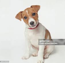 13,673 Jack Russell Terrier Stock Photos, High-Res Pictures, and Images