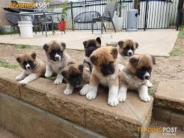 There are two separate varieties of akita: American Akita