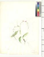 Image result for Belonophora coffeoides