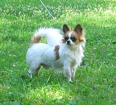 Direitos resavados da ubisoftchiwawa by wanko ni mero mero esta disponivel no jd 2016. Chihuahua Hunderasse Wikipedia