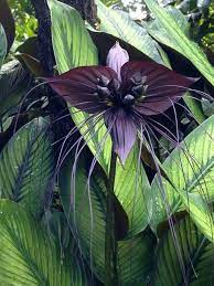 Black Flower Rare Flowers Bat Flower Most Beautiful Flowers