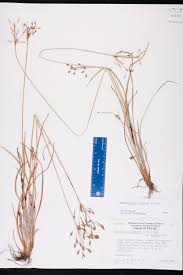 Image result for Fimbristylis dichotoma