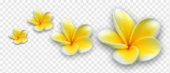 Maybe you would like to learn more about one of these? White And Yellow Flowers Illustration Kuta Buleleng Regency Balinese Temple Balinese Dance Balinese People Temple Leaf Symmetry Flower Png Pngwing