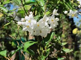 Image result for Solanum