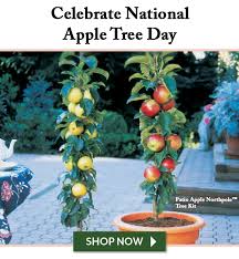 The scarlet sentinel™ columnar apple tree is an apple tree in skinny jeans! Parkseed Com National Apple Tree Day Is Here Milled