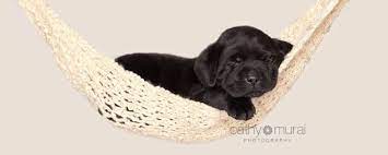 We breed only excellent champion english labrador retriever bloodlines. Labrador Retriever Breeder In California Black Yellow English Lab Puppies For Sale